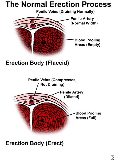 pictures of a dick|Penis: Anatomy, Picture, Erection, and Ejaculation